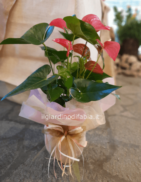 Pianta di anthurium