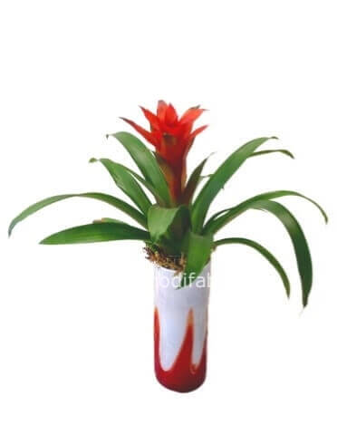 Pianta di guzmania rossa con vaso ceramica