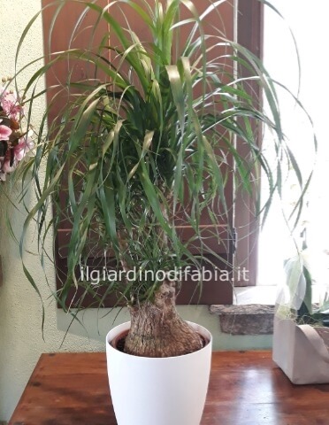 Pianta di beucarnea altezza 70 cm