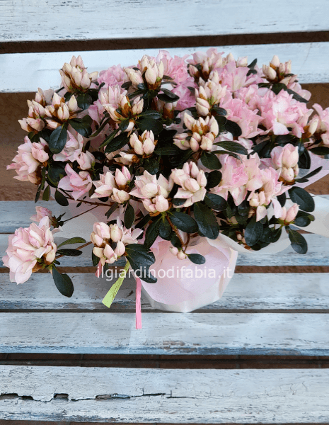 Azalea in vaso confezionata con carta o tessuti in tinta