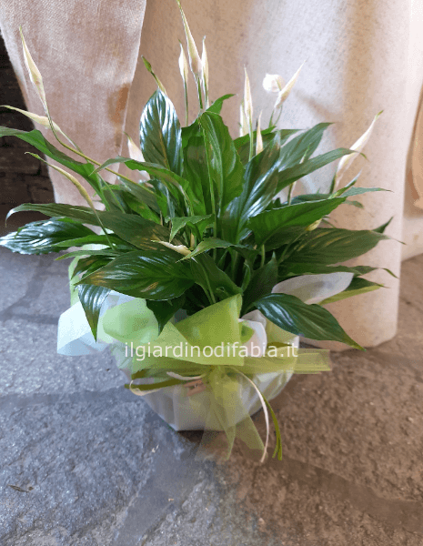 Pianta di Spathifillum  fiorita