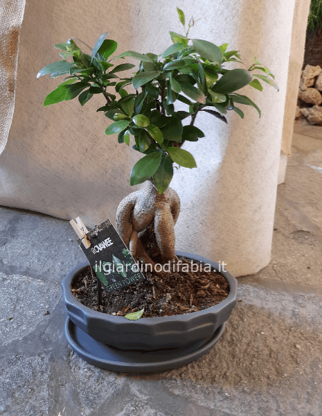 Pianta bonsai, varietà ficus