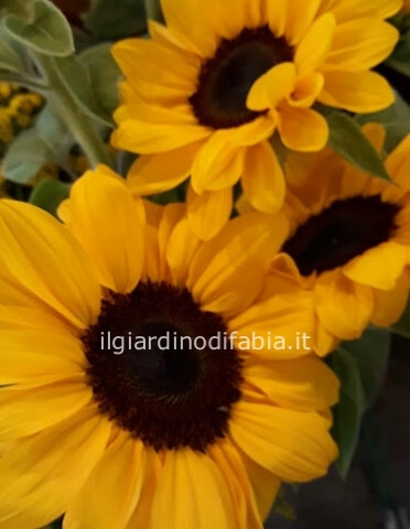 Girasoli