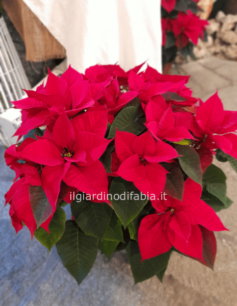 Stella di Natale rossa ciotola 3 piante diametro vaso cm 20, h circa cm 45